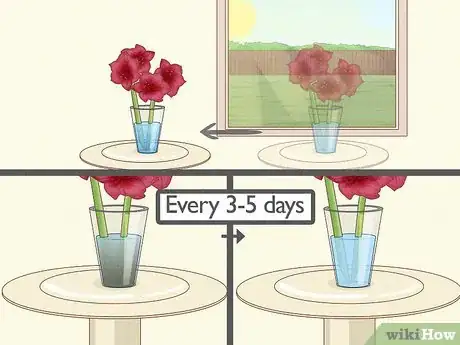 Image titled Cut Amaryllis Flower Step 8