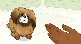 Identify a Pekingese