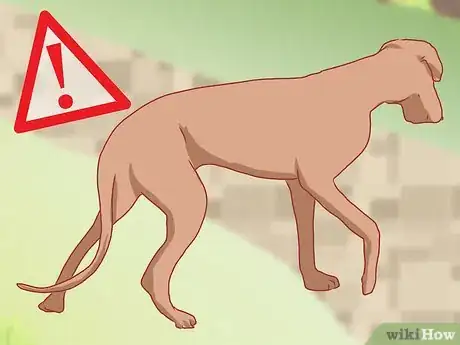 Image titled Care for Great Danes Step 20
