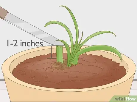 Image titled Cut Amaryllis Flower Step 3