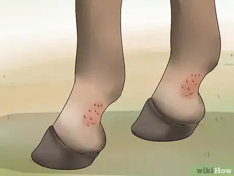 Image titled Treat Grease Heel in Horses Step 4