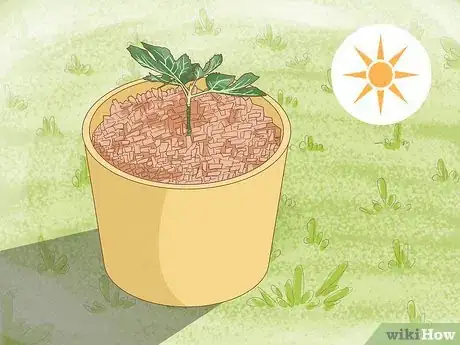 Image titled Grow Figs in Pots Step 7