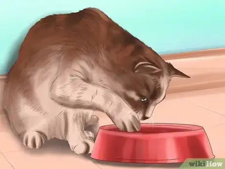 Image titled Keep Your Dog or Cat at Its Correct Weight Step 11