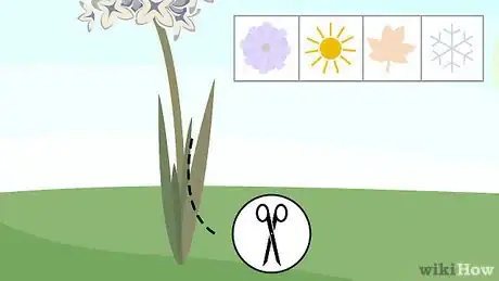 Image titled Plant Hyacinths Step 12