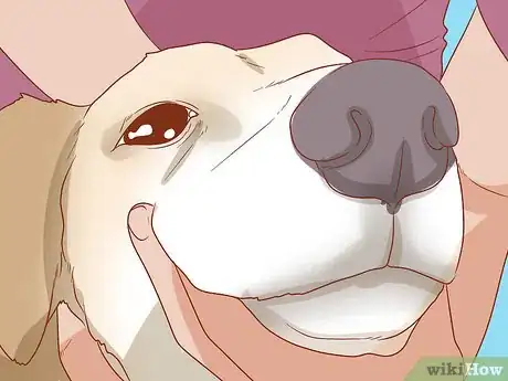 Image titled Care for Your Older Dog Step 12