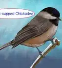 Recognize the Chickadee