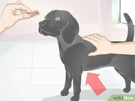 Image titled Measure Dogs for Coats Step 2