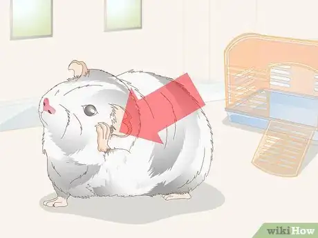 Image titled Choose Toys for a Guinea Pig Step 12