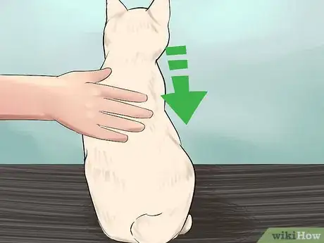 Image titled Take Care of a Japanese Bobtail Step 15