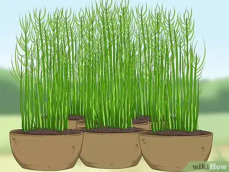 Image titled Condition and Strengthen Nails Using Kitchen Ingredients Step 29