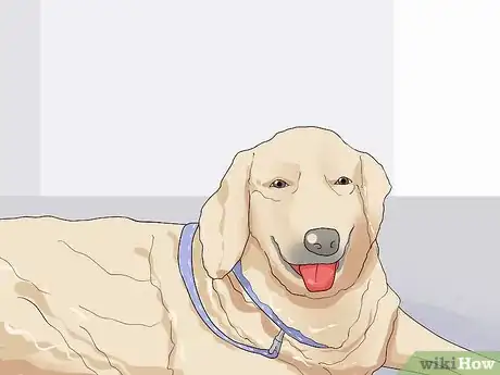 Image titled Encourage Senior Dog Adoption Step 2