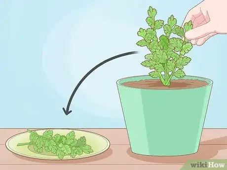 Image titled Plant a Woolworths Discovery Garden Step 19