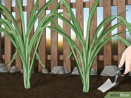 Image titled Harvest Daylilies Step 5