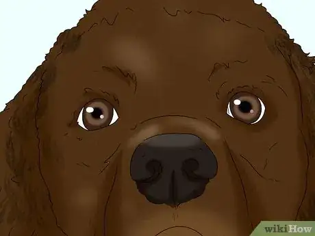 Image titled Identify an American Water Spaniel Step 2
