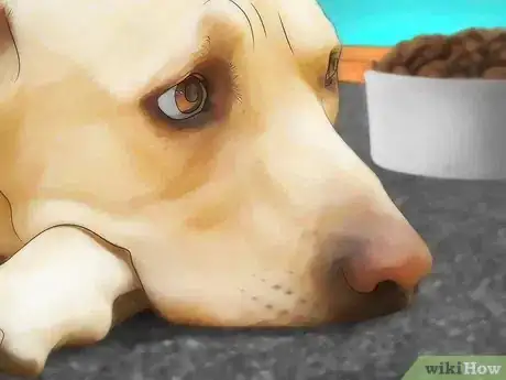 Image titled Identify Canine Tick Problems Step 4