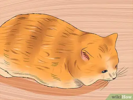 Image titled Diagnose High Thyroid Levels in a Cat Step 5