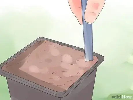 Image titled Care for Heather Plants Step 4