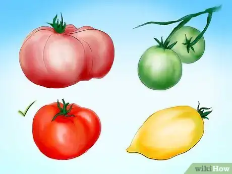 Image titled Plant Tomatoes from Seed Step 2