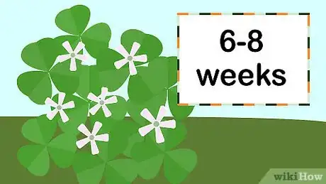 Image titled Plant Oxalis Step 12