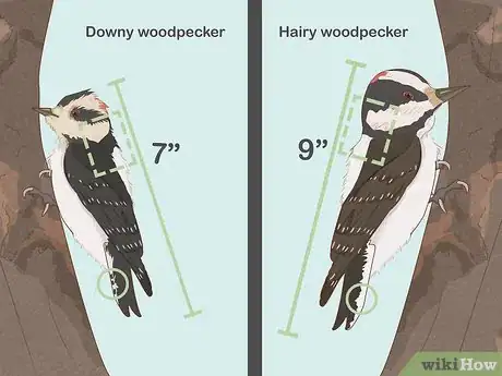 Image titled Attract Downy Woodpeckers Step 10