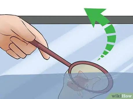 Image titled Breed Fish Step 9