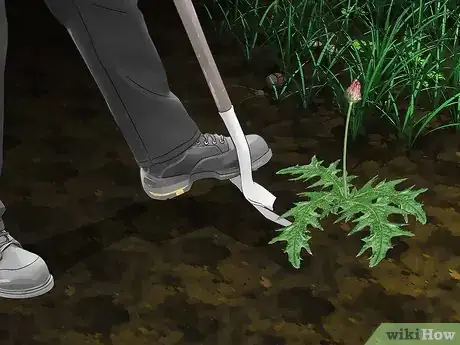 Image titled Root Out Thistles Step 7