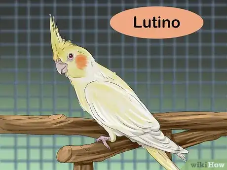 Image titled Pick a Cockatiel Step 14