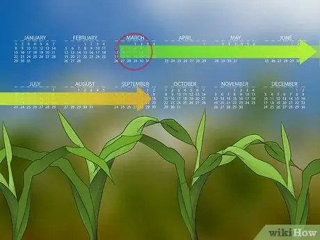 Image titled Control Corn Ear Worms Step 3