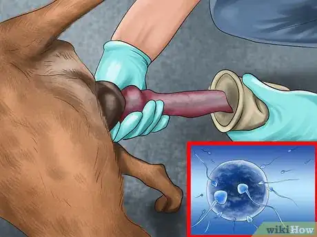 Image titled Know when to Stop Breeding a Male Dog Step 2