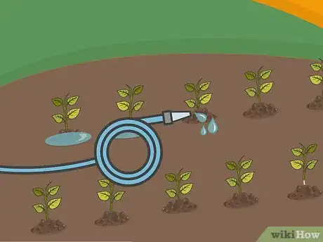 Image titled Grow a Chilli Plant from a Seed Step 12