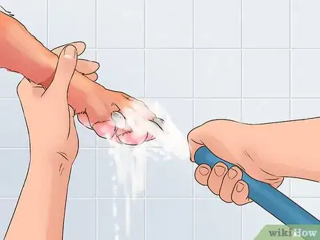 Image titled Protect Dog Paws Step 4