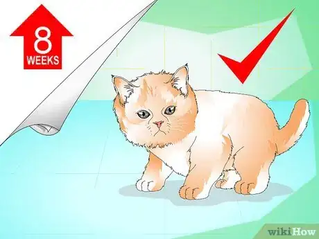 Image titled Give a Kitten a Bath Step 1