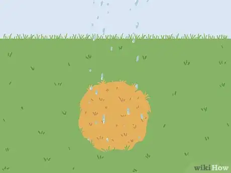 Image titled Bring Back Dead Grass Step 3