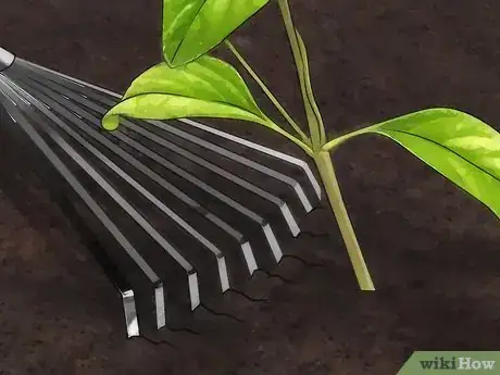 Image titled Fertilize Lantana Step 5