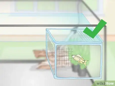 Image titled Breed Livebearing Tropical Fish Step 7