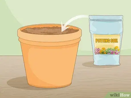 Image titled Grow Saffron Indoors Step 4