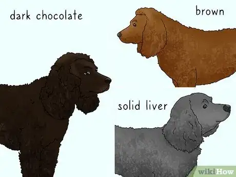 Image titled Identify an American Water Spaniel Step 7