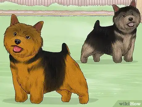 Image titled Identify a Norwich Terrier Step 8