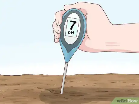 Image titled Grow Elephant Ear Plants Step 4