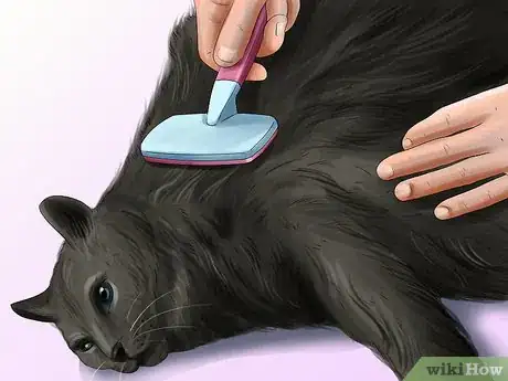 Image titled Protect Your Cat in Summer Step 5