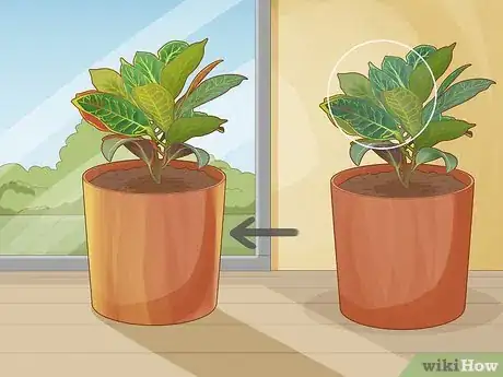 Image titled Care for a Croton Petra Step 12