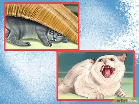 Image titled Give Your Cat a Joint Supplement Step 1