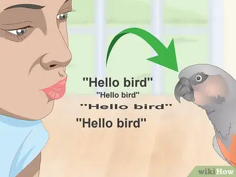 Image titled Teach a Red Bellied Parrot to Speak Step 3