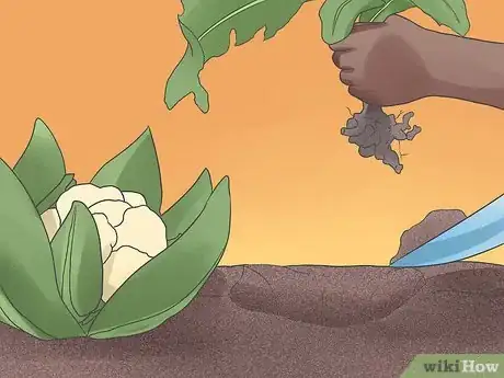 Image titled Grow Cauliflower Step 12
