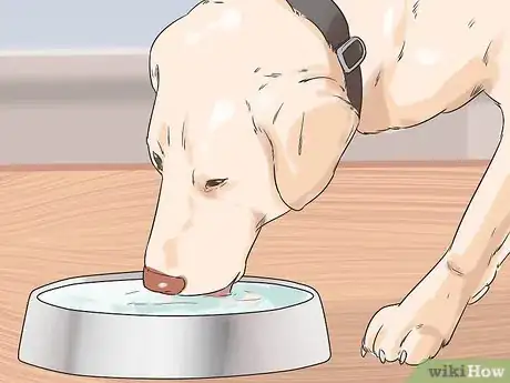 Image titled Give Dogs What They Need Step 8