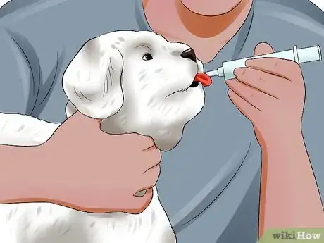 Image titled Diagnose Little White Shaker Syndrome in Maltese Step 10