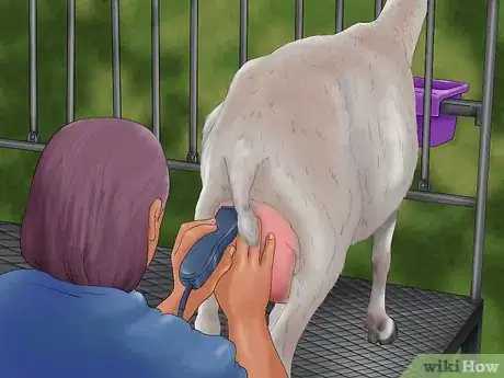 Image titled Milk a Goat by Hand Step 4