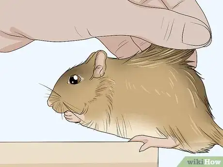 Image titled Choose a Gerbil Breed Step 10