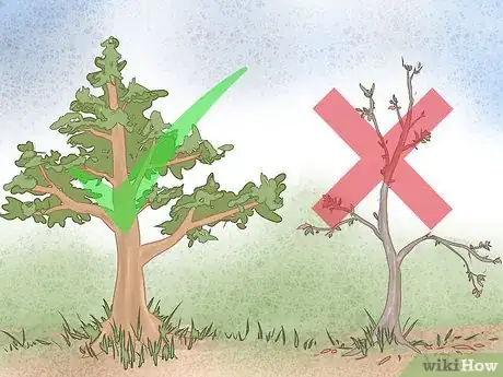 Image titled Free Climb a Tree Step 2