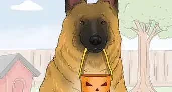 Identify a Belgian Tervuren